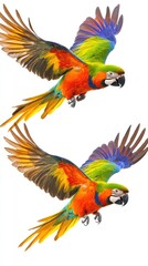 Fototapeta premium Vibrant Parrots Soaring Through the Sky with a Bright White Backdrop