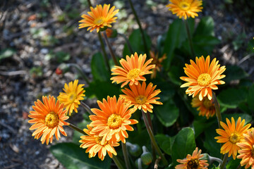 ガーベラ　Gerbera