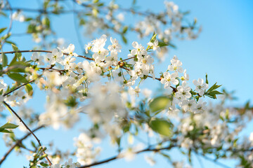 White cherry blossoms against clear blue sky in spring. Spring white flowers. The concept of purity, hope and renewal.