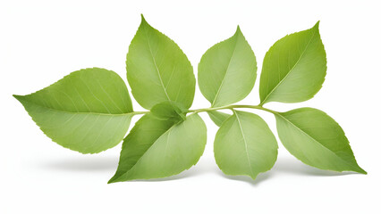 Obraz premium Fresh Green Leaves Isolated on White Background Nature Botanical Organic Eco Friendly Vibrant and Lush Natural Foliage