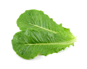 Fresh green cos lettuce isolate on white background