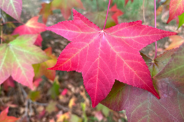 Beautiful red maple leaf with veins against a background of autumn foliage.