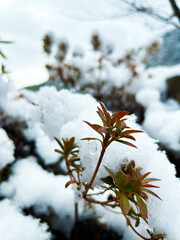 積もった雪から顔を出す葉っぱ