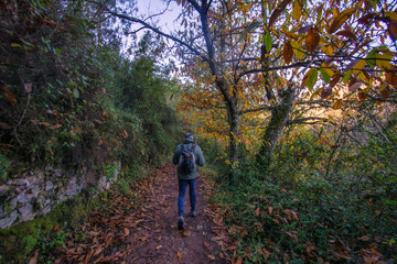 Obraz premium Male hiker with a backpack walking along a winding path through a vibrant forest, surrounded by colorful leaves carpeting the ground and trees adorned in rich fall hues