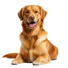 Fototapeta premium [Transparent Background PNG]Golden Retriever Portrait on White Background