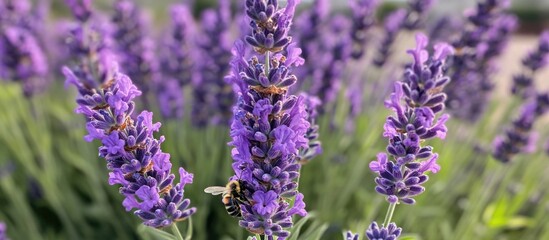 Obraz premium Lavender flowers blooming in a vibrant field with bees pollinating, creating a serene and natural background texture.
