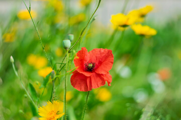 Blooming red poppies in the home garden.