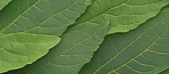 Lush Green Leaf Background Nature Textures for Eco Friendly Designs and Sustainable Living Concepts