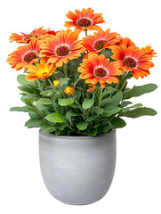 Bright orange gerbera daisies in modern pot home decor indoor setting floral arrangement