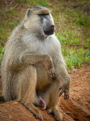 Retrato de babuino en Kenia