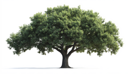 [Transparent Background PNG]Majestic Tree Isolated on White Background