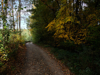 Obraz premium Picturesque forest country road without people in the middle of autumn