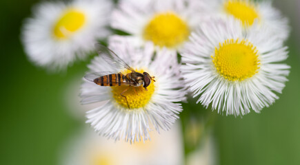 Obraz premium 白い花の蜜を吸う小さな蜂 