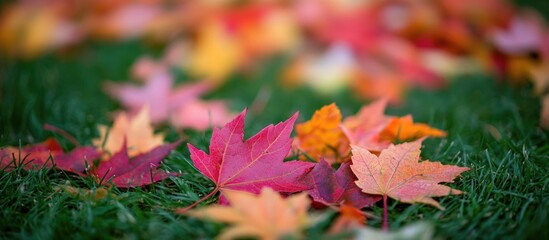 Multicolored autumn maple leaves scattered on lush green grass creating a vibrant seasonal backdrop for nature-themed designs.