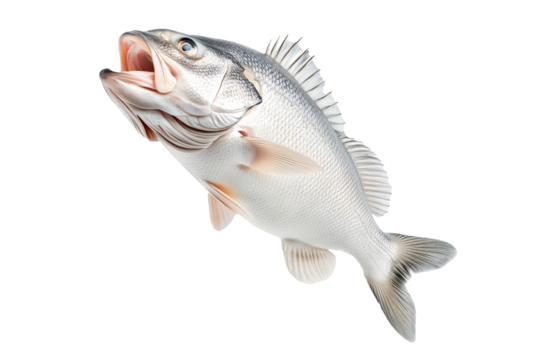 White fish with cod detailed scales, open mouth, and fins isolated on white transparent background, concept of marine wildlife.