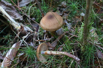 Cortinarius pholideus, commonly known as scaly webcap, wild mushroom from Finland