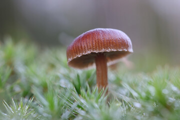 Deconica montana, also called Psilocybe montana, commonly known as mountain moss psilocybe or mountain brownie, wild mushroom from Finland