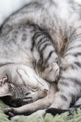 丸まって眠る可愛い猫　サバトラ猫