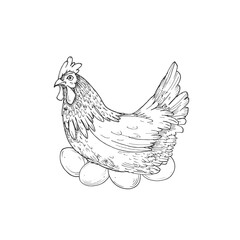 Hen and eggs vector illustration hand drawn with ink and isolated on white background. Graphic sketch of chicken. For farm products and eggs packaging design