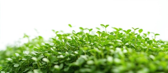Obraz premium Myrmecodia pendans Ant Plant lush green foliage isolated on white background highlights traditional remedies and herbal medicine themes