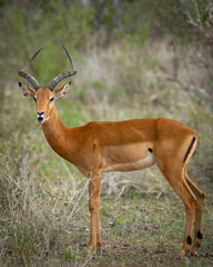 Impala en la sabana africana