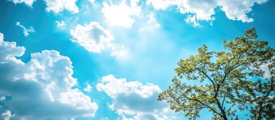 Bare tree branches silhouetted against a vibrant blue sky filled with fluffy white clouds creating a serene natural landscape.