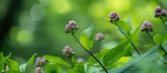 Fototapeta premium Lush green foliage with soft bokeh background highlighting delicate flowers in a serene nature setting.