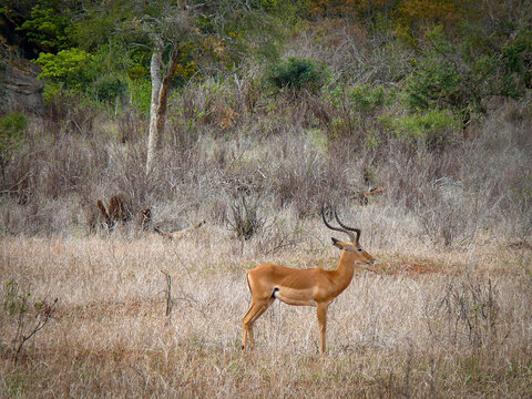 Impala en la sabana africana