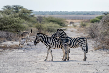 Obraz premium Zebras on dirt road in sandveld countryside, near Namutoni, Namibia