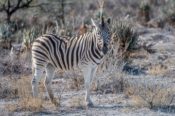 attentive Zebra in sandveld countryside, near Namutoni,  Namibia