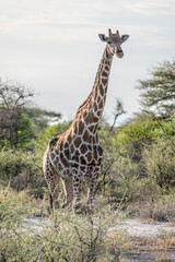 Giraffe amidst bushes of sandveld, near Namutoni,  Namibia