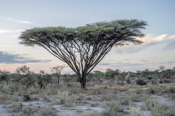 Acacia tortilis tree stands out of sandveld countryside, near Namutoni,  Namibia