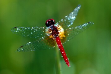 ハッチョウトンボ　世界一小さいトンボ
