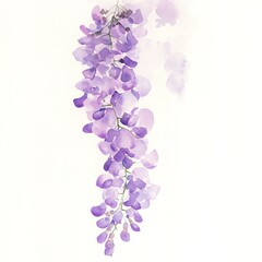 Beautiful watercolor illustration of hanging purple wisteria flowers.