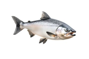 Silver salmon fish with fine details, textured scales and fins isolated on white transparent background. Concept of aquatic life