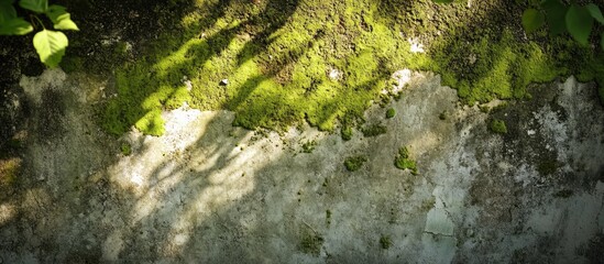 Moss-covered cement wall with shadows showcasing natural texture and age in a serene outdoor setting