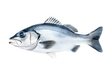 Fototapeta premium Silver sea bass fish isolated on white transparent background, showcasing its shiny scales and natural texture.