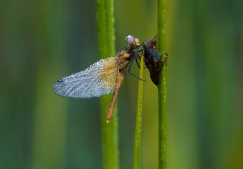 ハッチョウトンボ　世界一小さいトンボ