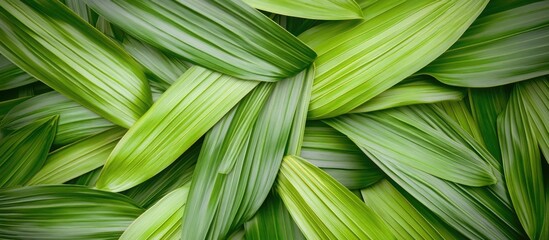 Lush green palm leaves weaving an abstract textured background for natural and tropical themed designs.