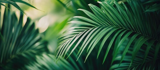 Obraz premium Lush green palm tree leaf texture creating a vibrant tropical background with intricate details and natural patterns for design use.