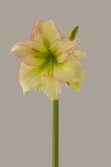 Hippeastrum (amaryllis)  'Forest Sunset'  on a gray background isolated