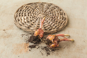 Three Asiatic Hybrids lily bulbs to weave circle with the sprout