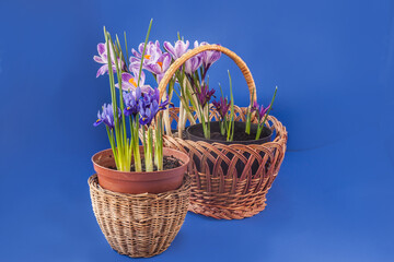 Blossoming  Iridodictyum and  Crocuses  in baskets   on a blue background