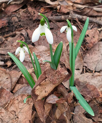 Galanthus nivalis or snowdrop in the garden