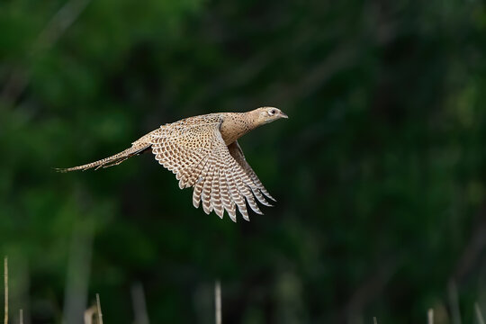 Common pheasant (Phasianus colchicus)