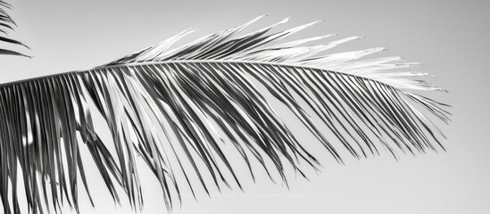 Obraz premium Monochrome Palm Leaves Against a Soft Gray Sky for Minimalist Tropical Aesthetic Background