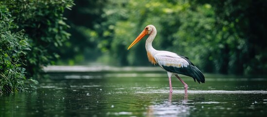 Fototapeta premium Painted Stork Foraging in Shallow Waters Surrounded by Lush Greenery Near a River