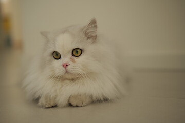 white persian cat
