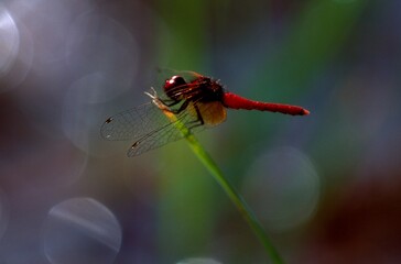 ハッチョウトンボ　世界一小さいトンボ