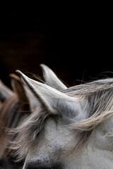horse equine natural habitat behaviour pony animal farm paddock paradise 